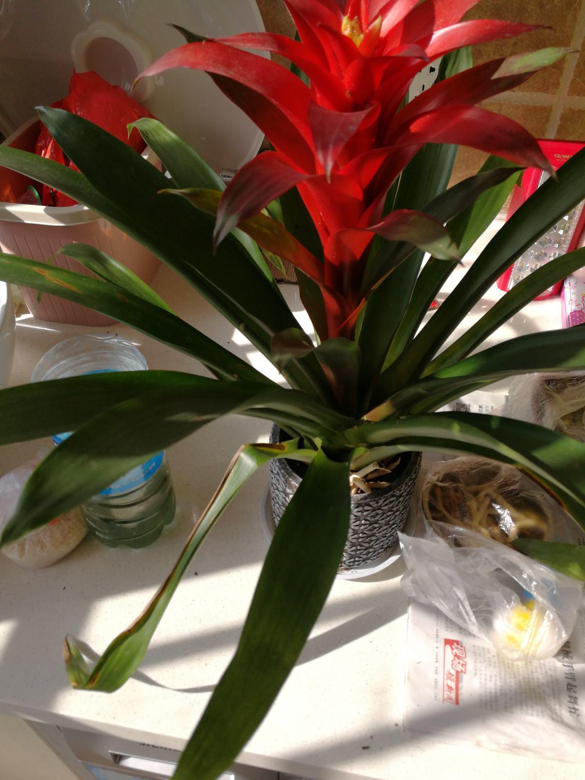 十种最旺客厅花,6种转运花