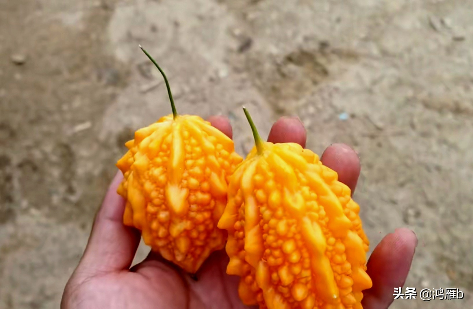 您认识这是什么，能叫出它的名字吗？