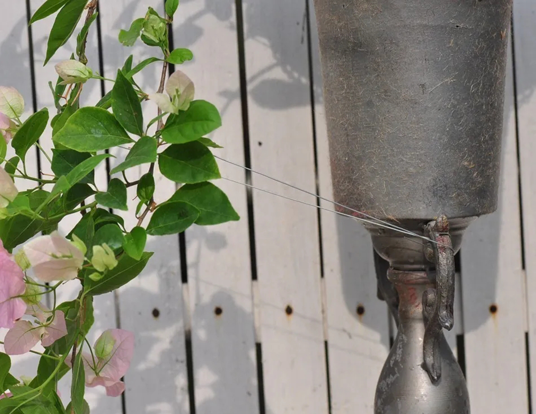三角梅牵引爬墙修剪,三角梅垂枝牵引