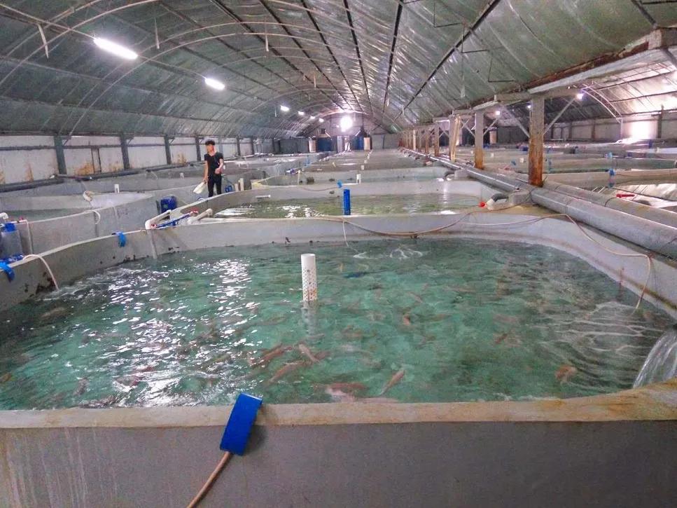 石斑鱼溶藻弧菌怎么治疗,石斑鱼主要病害