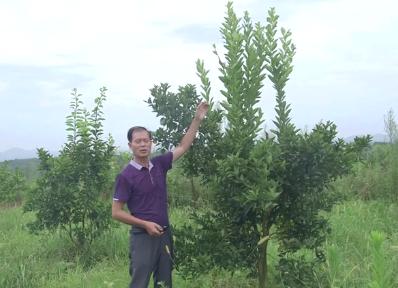 枳壳结果了可以修剪吗,枳壳树什么时候修剪