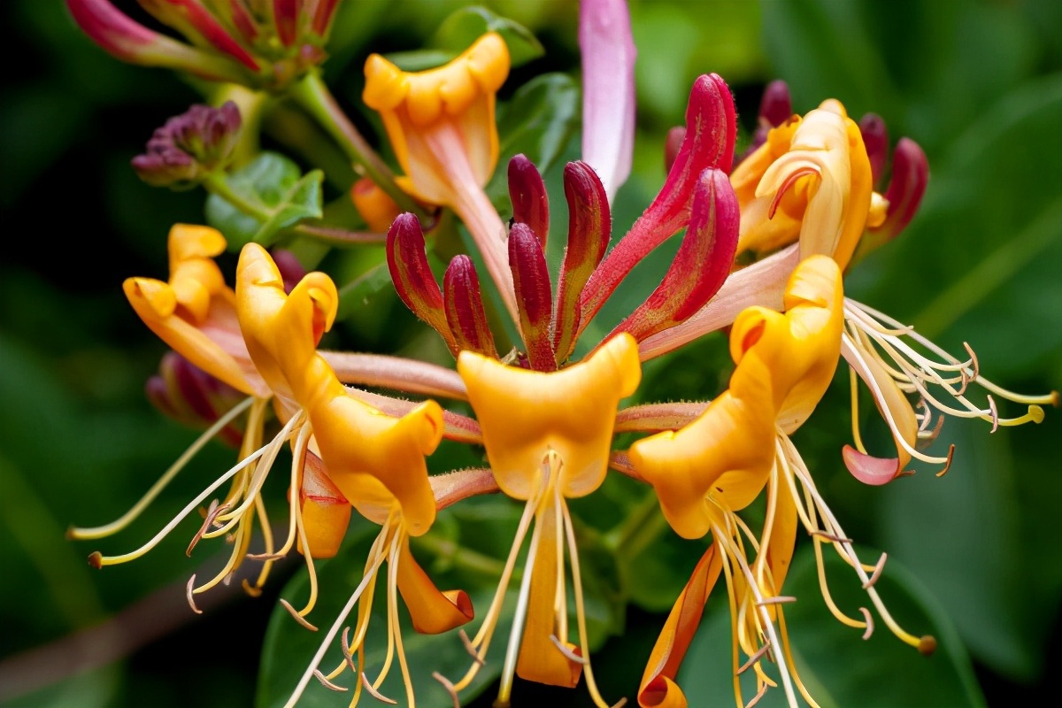 彼岸花可以带叶子栽吗,彼岸花的叶子可以吃吗