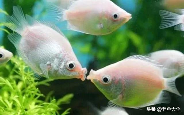 鱼缸观赏鱼哪个最好养,最好养的十种观赏鱼