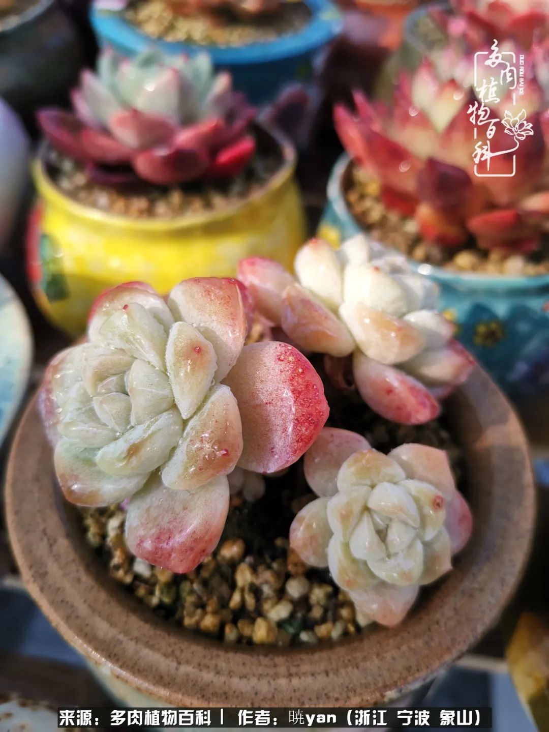 多肉初级入坑者,入坑多肉