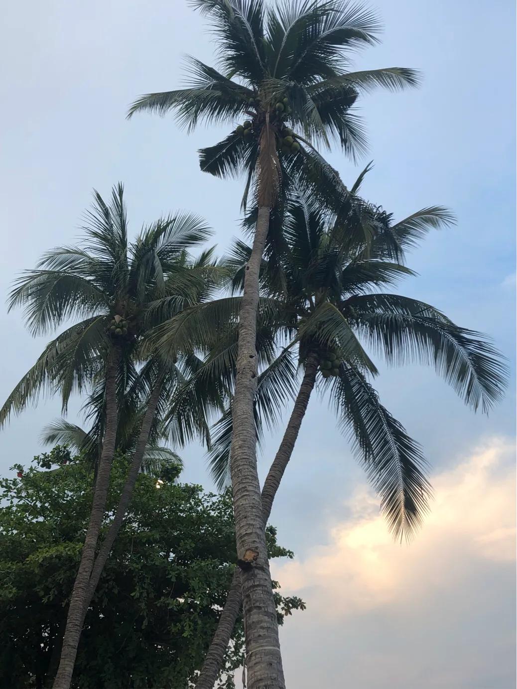 回忆泰国芭提雅,泰国芭提雅观感