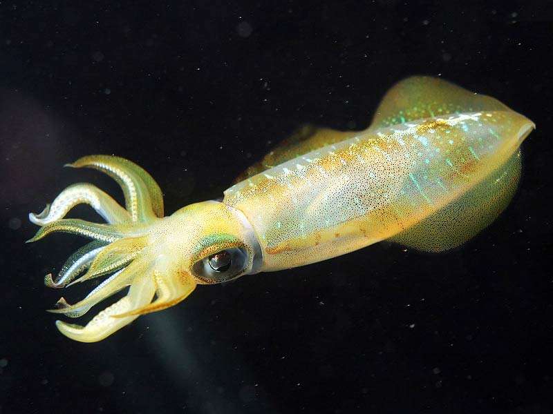 所有动物是怎么游泳的,小动物们是怎么游泳的