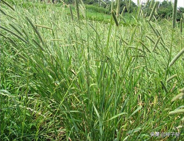 牧草鸭茅是什么,鸭茅林下种植