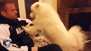 狗狗有哪些表现说明被你养熟了,狗狗有这些现象是把你当父母了