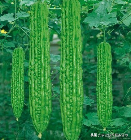 一年四季阳台可以种植的蔬菜,阳台蔬菜品种有哪些