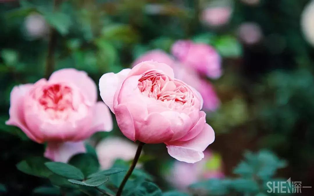 这里是东方世界,这里是东门英语怎么说