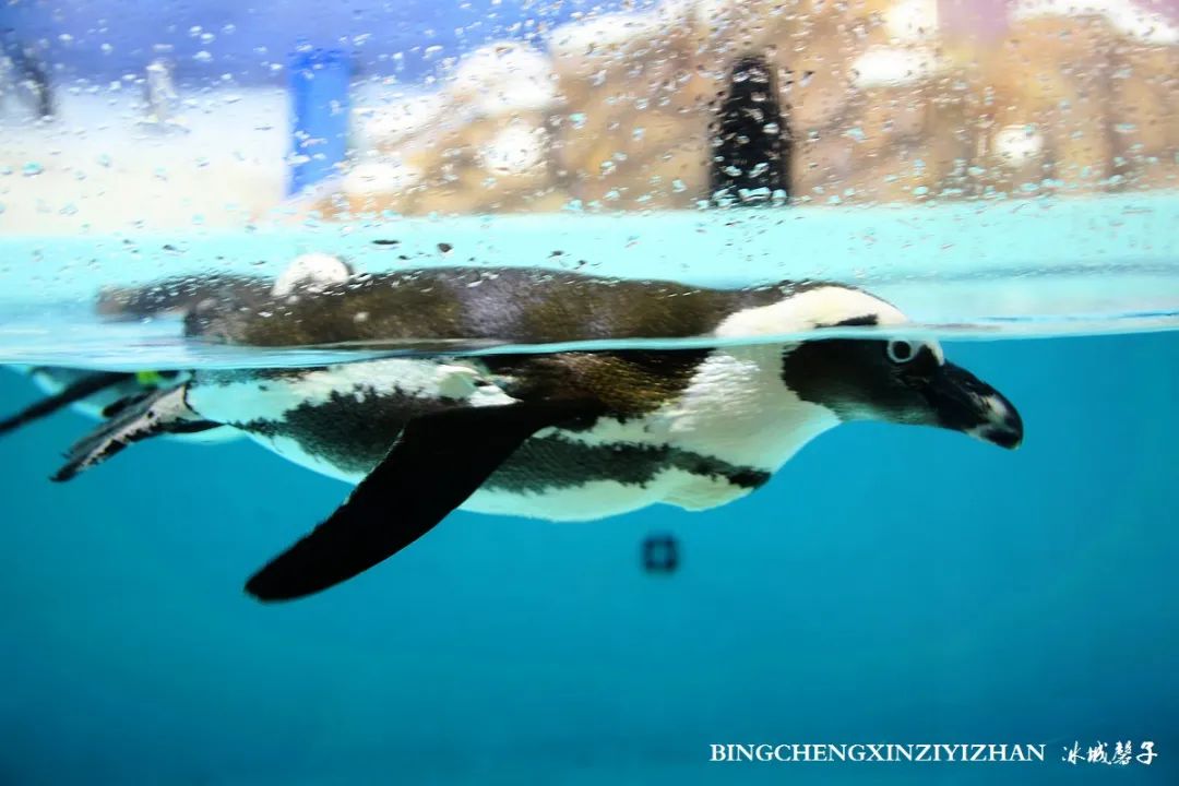 走进哈尔滨完整视频,走进哈尔滨海洋馆