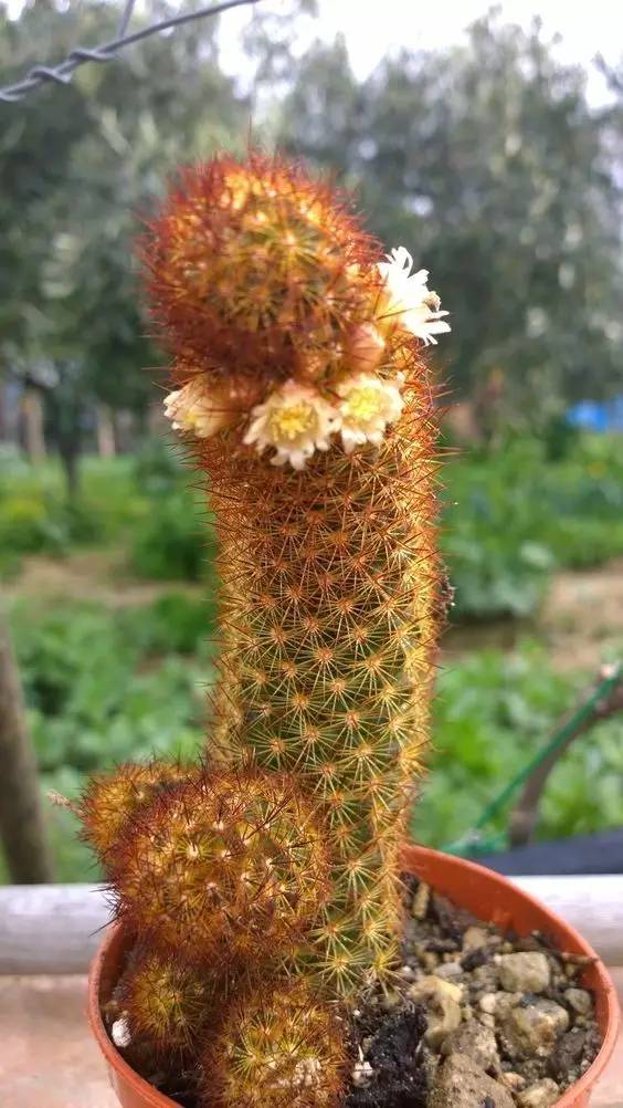 “常年丑貌君不问，一日花红万户惊”——仙人掌的产地及精品赏析