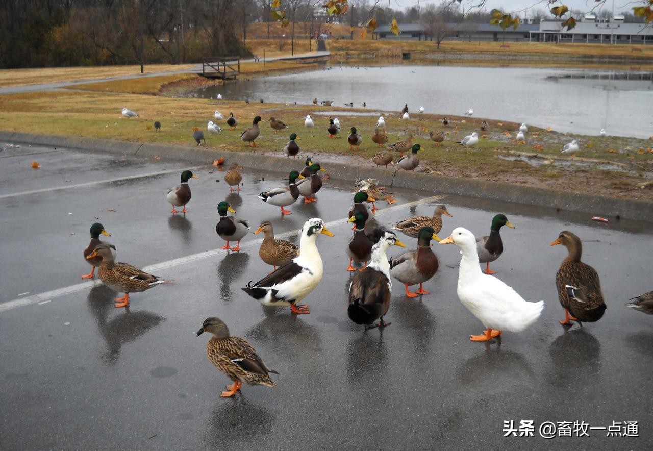 鸭虱病最佳治疗方法,鸭念珠菌病防治