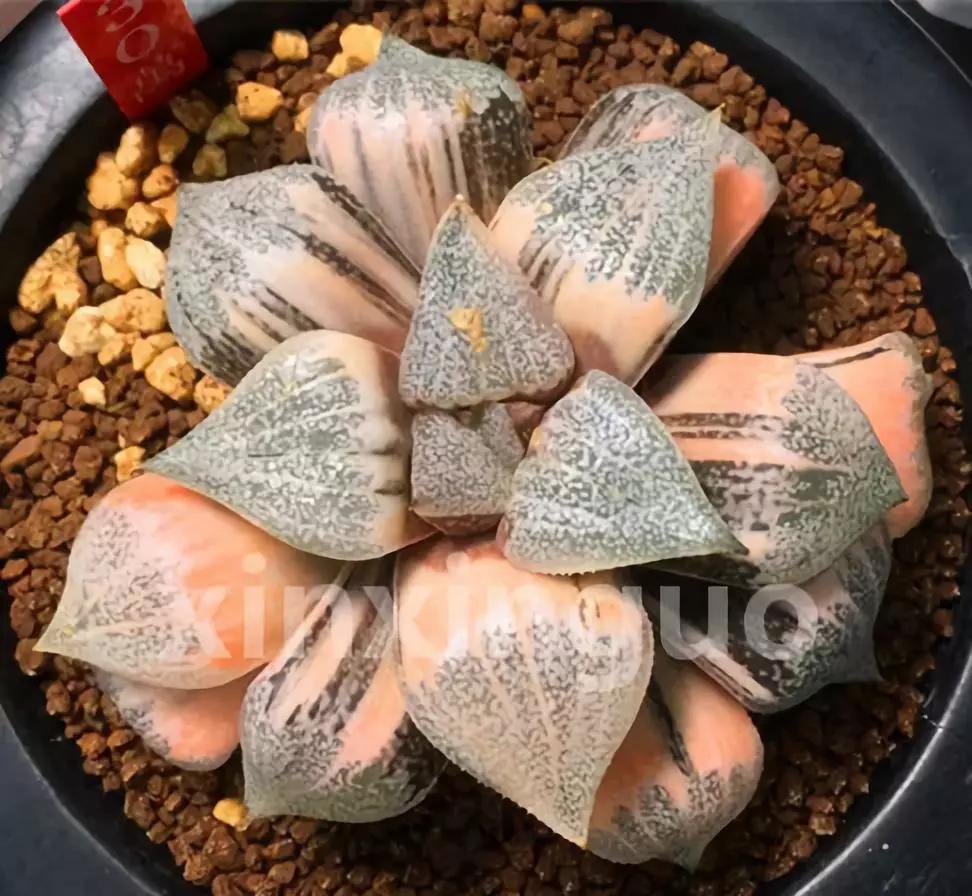 郭氏---台湾行之李瑞斌大棚及布楚礼多肉植物园游记