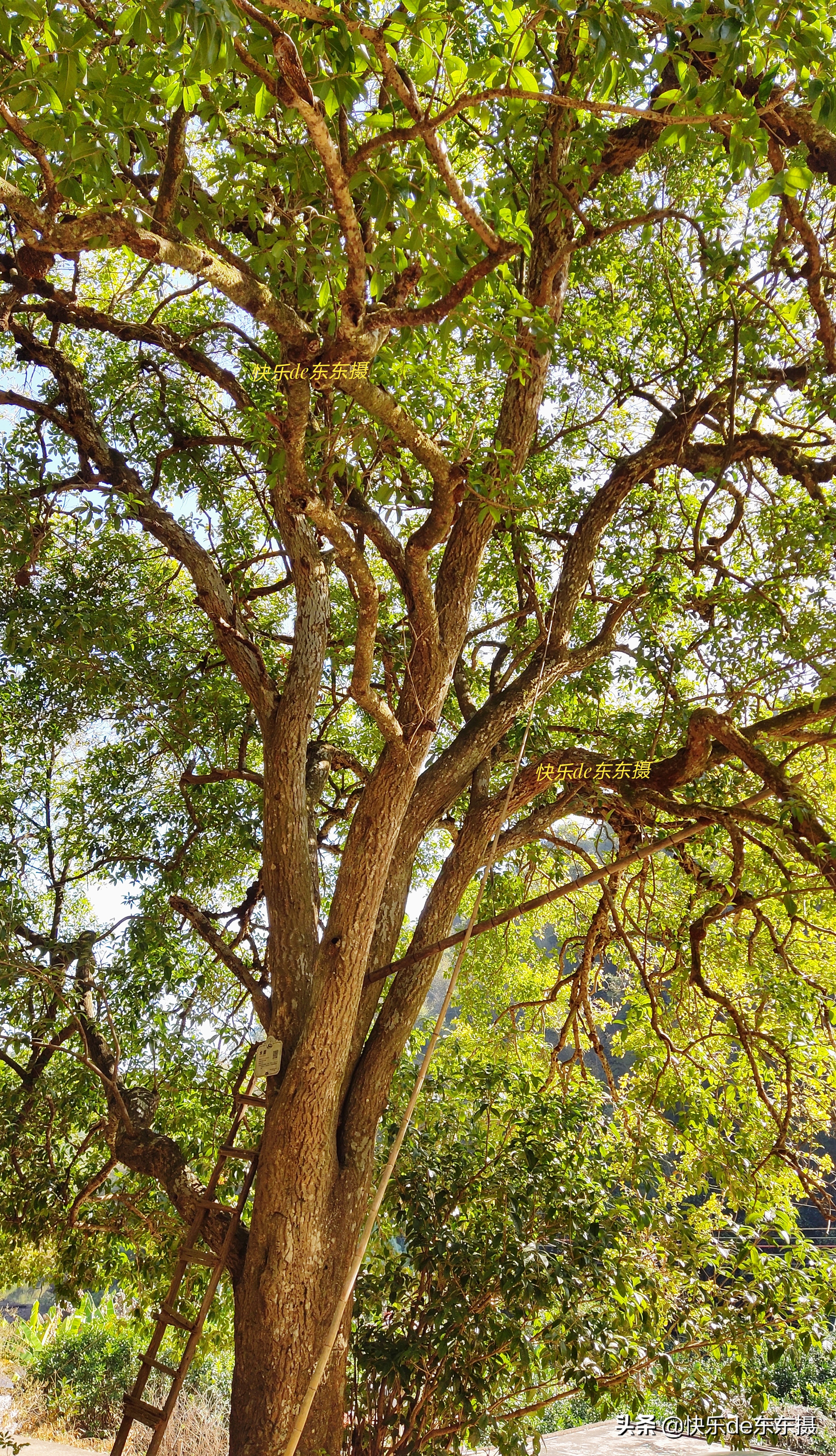 广东梅州千年古村,梅州市山青水秀