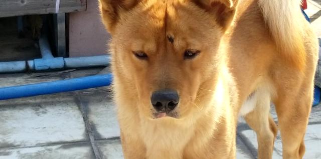 大年初一狗跑到床下不走,大年初一不小心把狗打死了