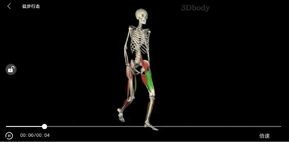 小腿粗壮按摩小腿会变瘦吗,怎么按摩小腿让小腿瘦下