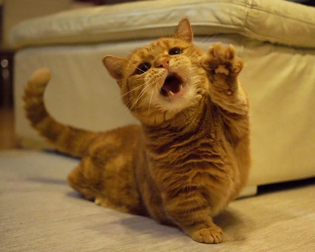 猫咪兄妹萌翻全场,短腿猫咪兄妹