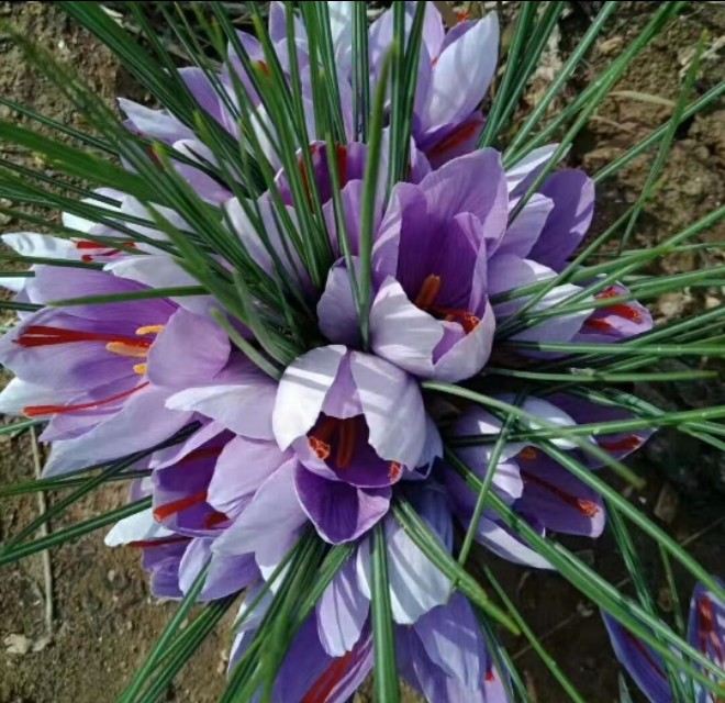 藏红花种植的前景与利润,藏红花种植项目前景如何好种吗