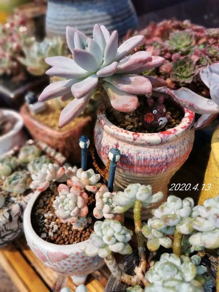 人生就像养多肉一样,人生如同养多肉时间不会怠慢