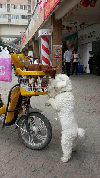 伸舌头的小鹿犬,爱洗澡的小鹿犬