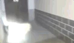 养了8年的金毛突然发狂咬人,养了8年的狗突然发狂咬主人