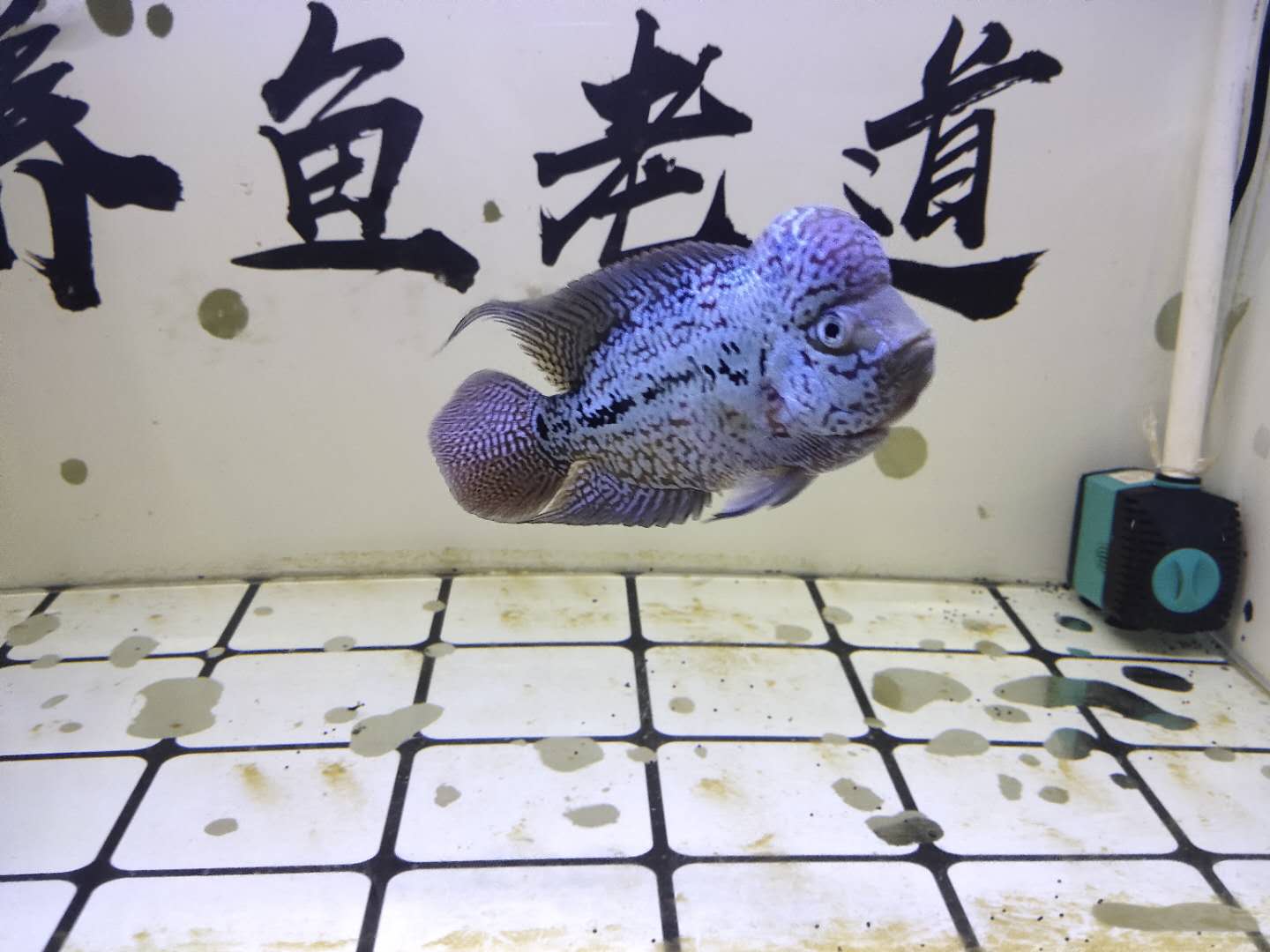 观赏鱼讲解新鱼如何入缸,新入缸的观赏鱼怎么看好坏