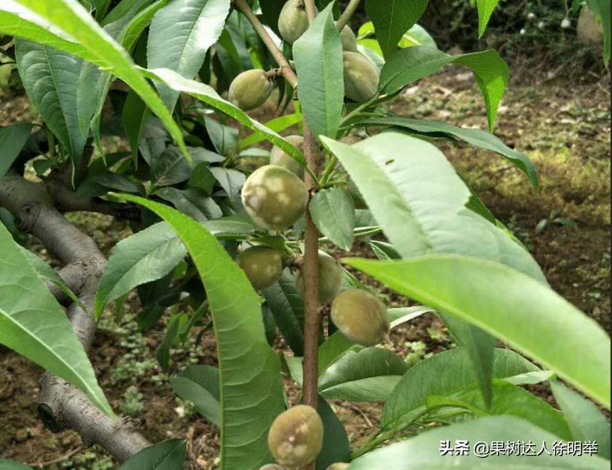 防治果树白粉病的最佳方法,果树防干旱的最佳方法
