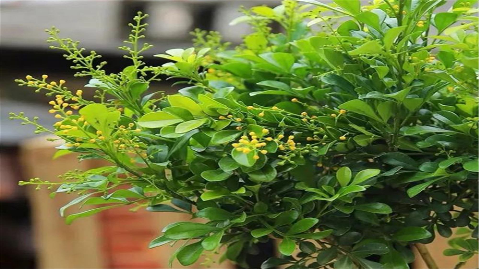 米兰春季的养殖方法,春天米兰枝头全剪光要怎么养护