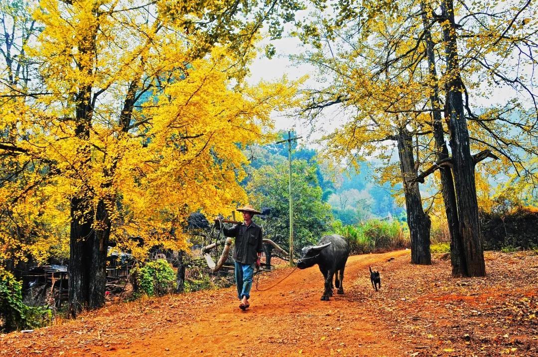 尤溪有闽中明珠之称,尤溪县闽中茶城