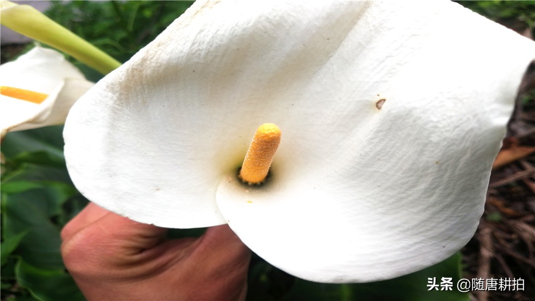 马蹄莲花的种植方法视频,盆栽马蹄莲花期过后怎么养殖