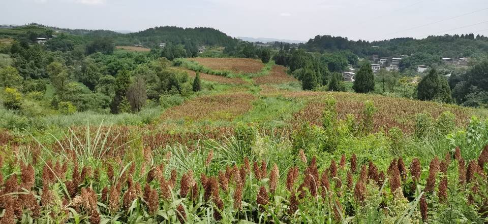 红了!红了!这些天的南充市嘉陵区龙蟠镇真的是“红遍天”了