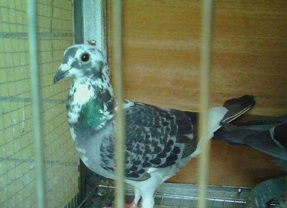 养什么样的鸽子最赚钱,2022年养鸽子赚不赚钱