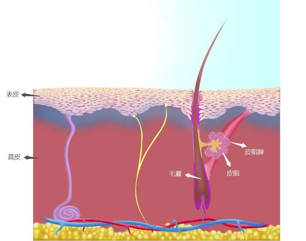 黑头到底怎么彻底除去,黑头要怎么彻底清除