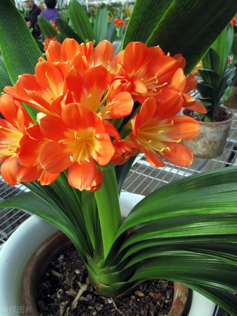 君子兰有六怕你知道吗,君子兰最怕的五种事情