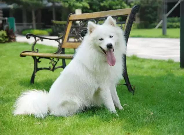 72种名犬分类介绍及图片,72种名犬及图片