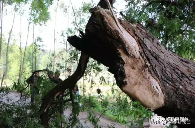 一棵被保护的百年古树,一棵百年的古树被雷击