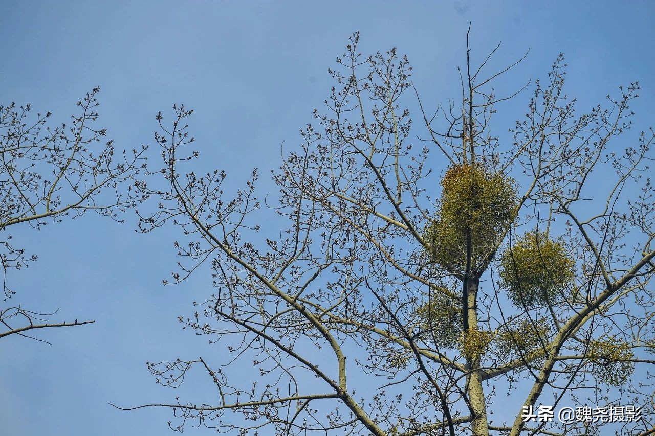 雪+雾凇+侧金盏+款冬=一次完美寻花之旅