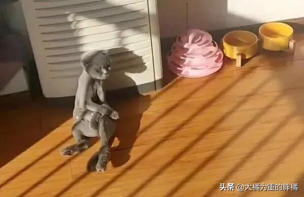 主人以为蓝猫太胖,主人嫌猫咪太掉毛把毛剃了