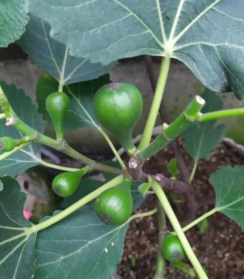 一棵无花果施多少肥料,一字型无花果种植方法