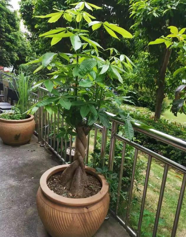 步步高发财树顶端主干发霉腐烂,大发财树主干上端腐烂怎么补救