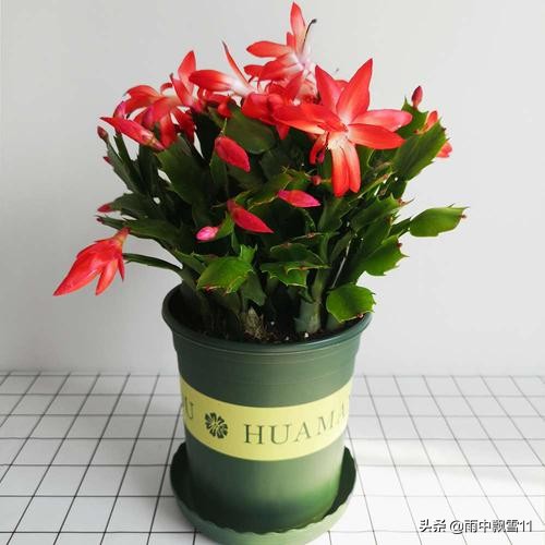 春萌多肉的正确养殖方法,春天叶插多肉