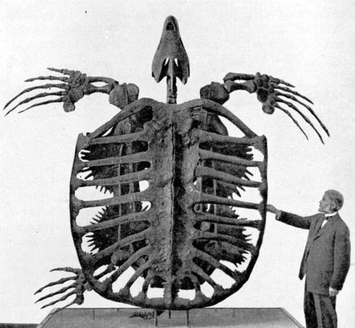 神兽玄武被吃光,人类300年