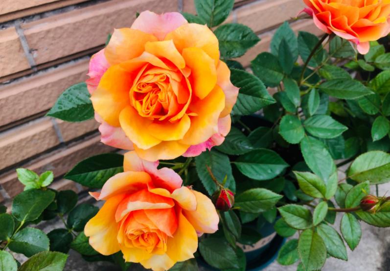 月季中的开花劳模,超微月季一年四季都能开花