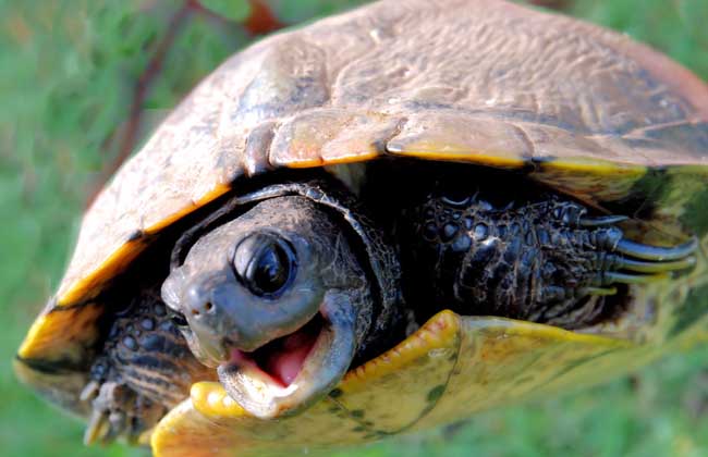 乌龟白眼病眼药水,乌龟治疗白眼一般多长时间