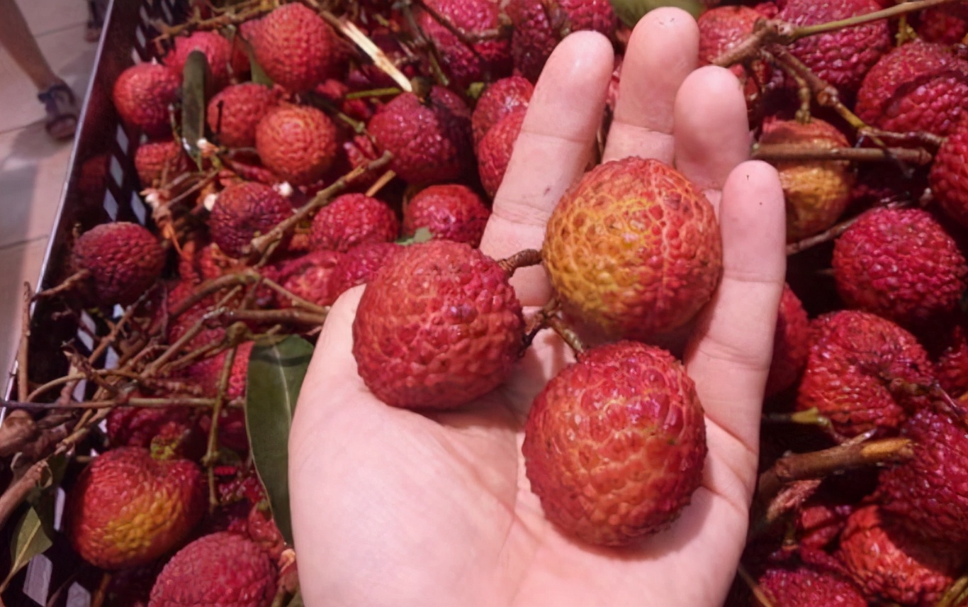 吃不完的荔枝怎么放酒里,吃不完的荔枝还可以怎么吃