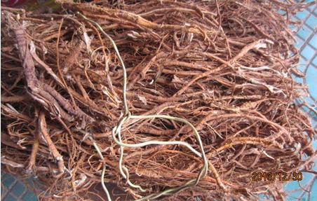 整合——28种青草药,赶快收藏备用!