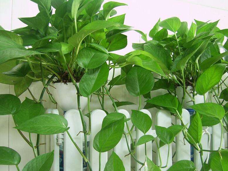 和绿萝一样好养的大型绿植,绿植绿萝怎么养才能更旺盛