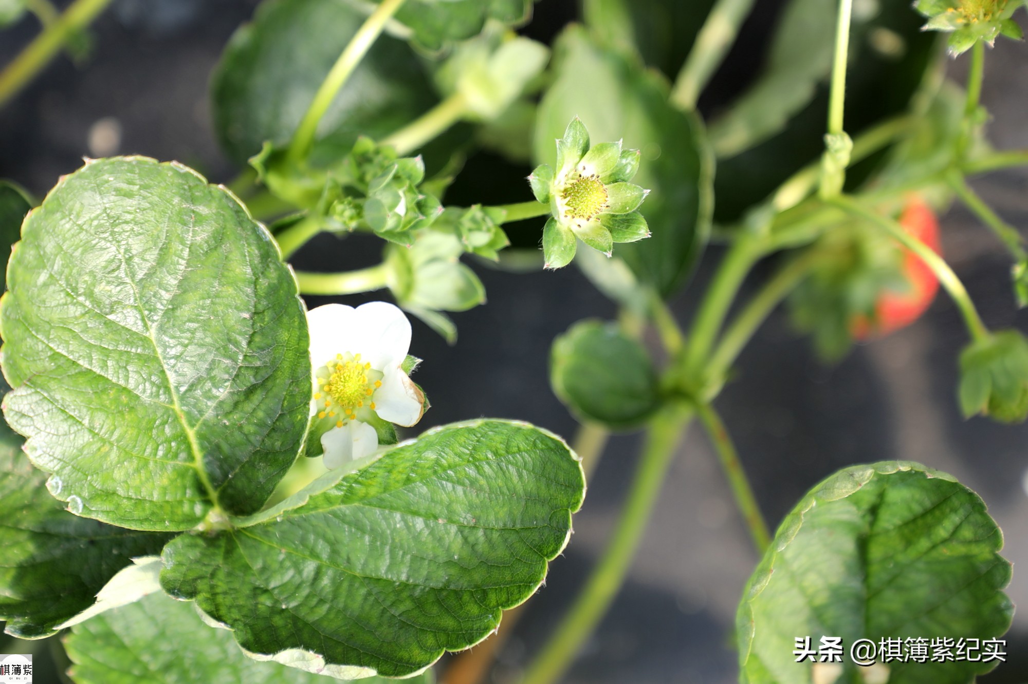 东北草莓3月份多少钱,东北草莓现在多少钱一斤