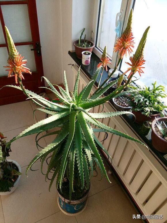 芦荟怎么养才能更旺盛视频,芦荟怎么养才能长得快又茂盛